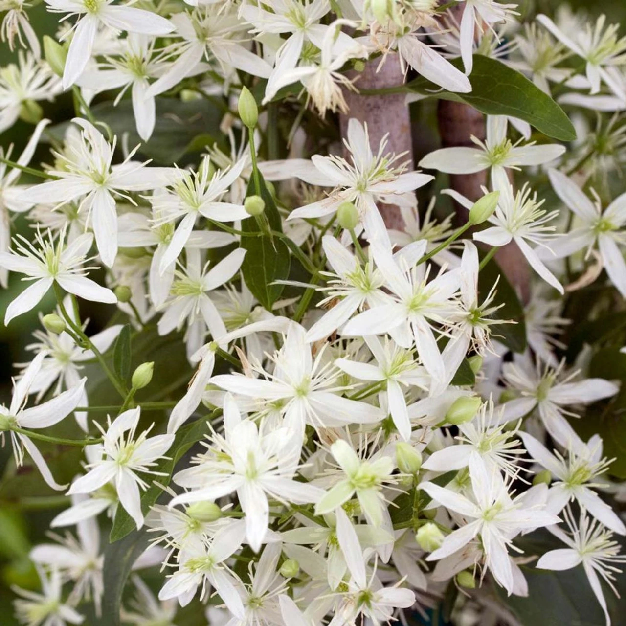 Clematis Paniculata Sweet Autumn - Image 2