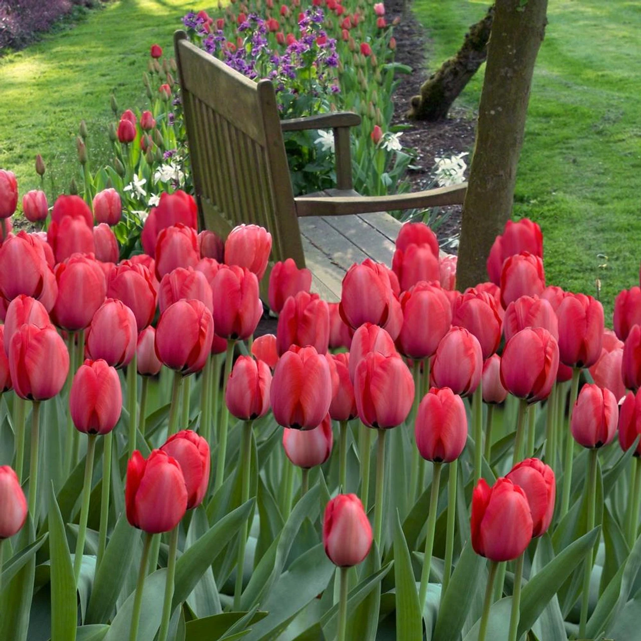 Tulip Single Late Sky High Scarlet - Image 2