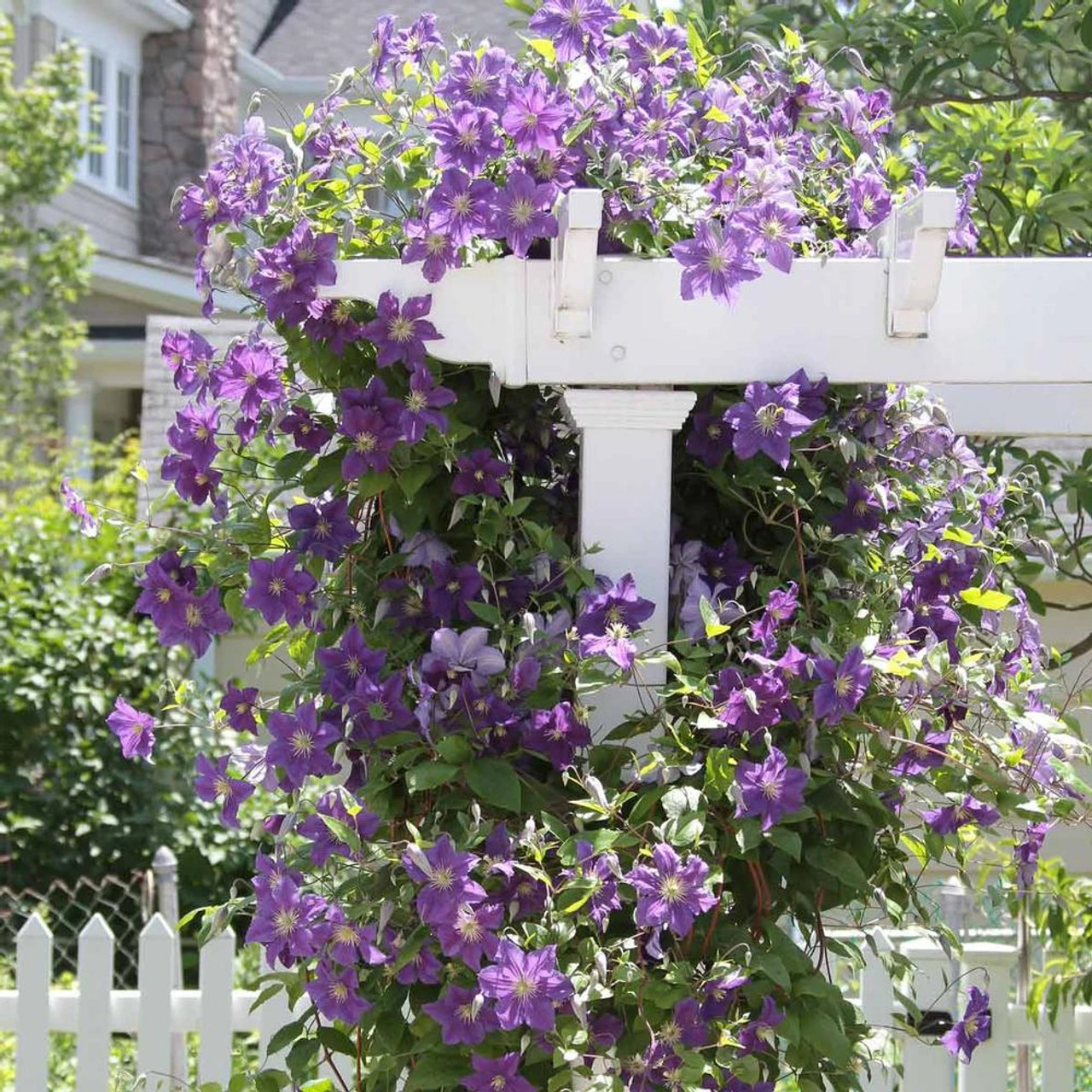 Clematis Standard Ramona - Image 2
