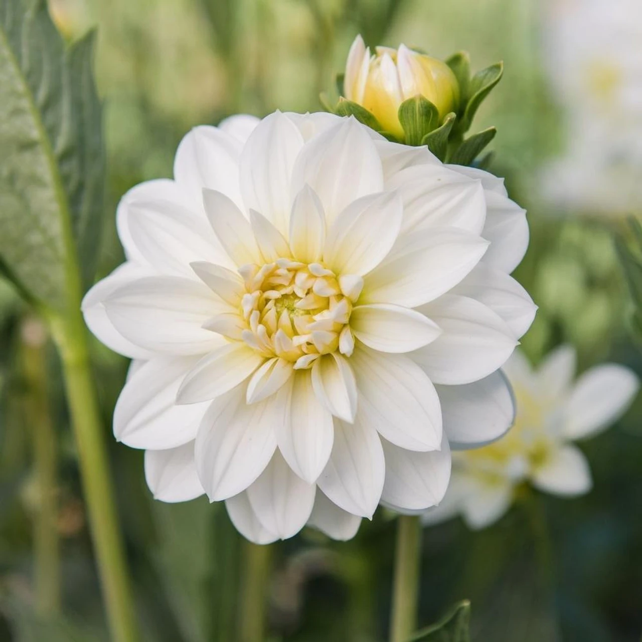 Dahlia Waterlily White Onesta - Image 2