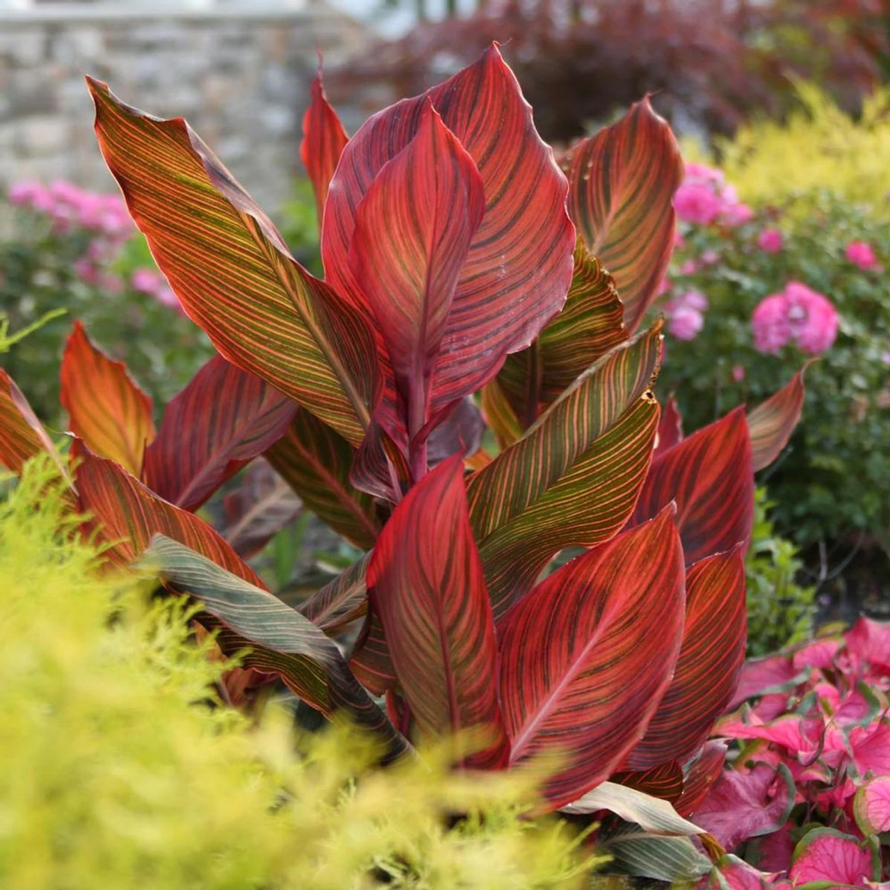 Canna Tall Tropicanna - Image 2