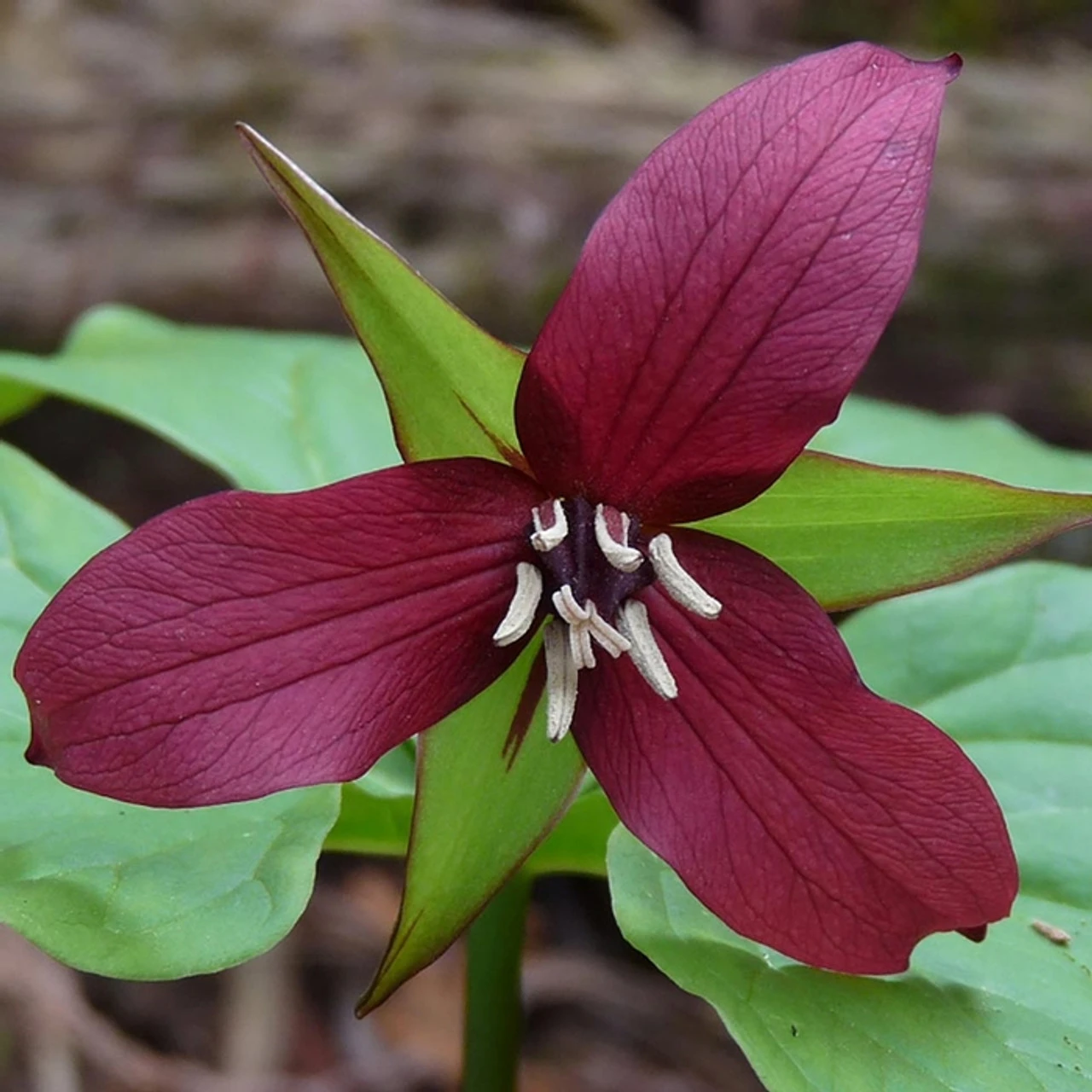 Trillium Erectum Red - Image 2