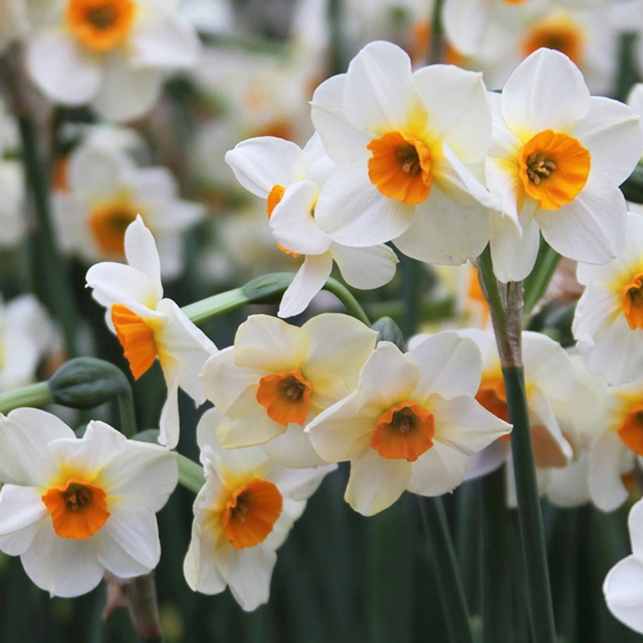 Daffodil Jonquilla Beautiful Eyes - Image 2