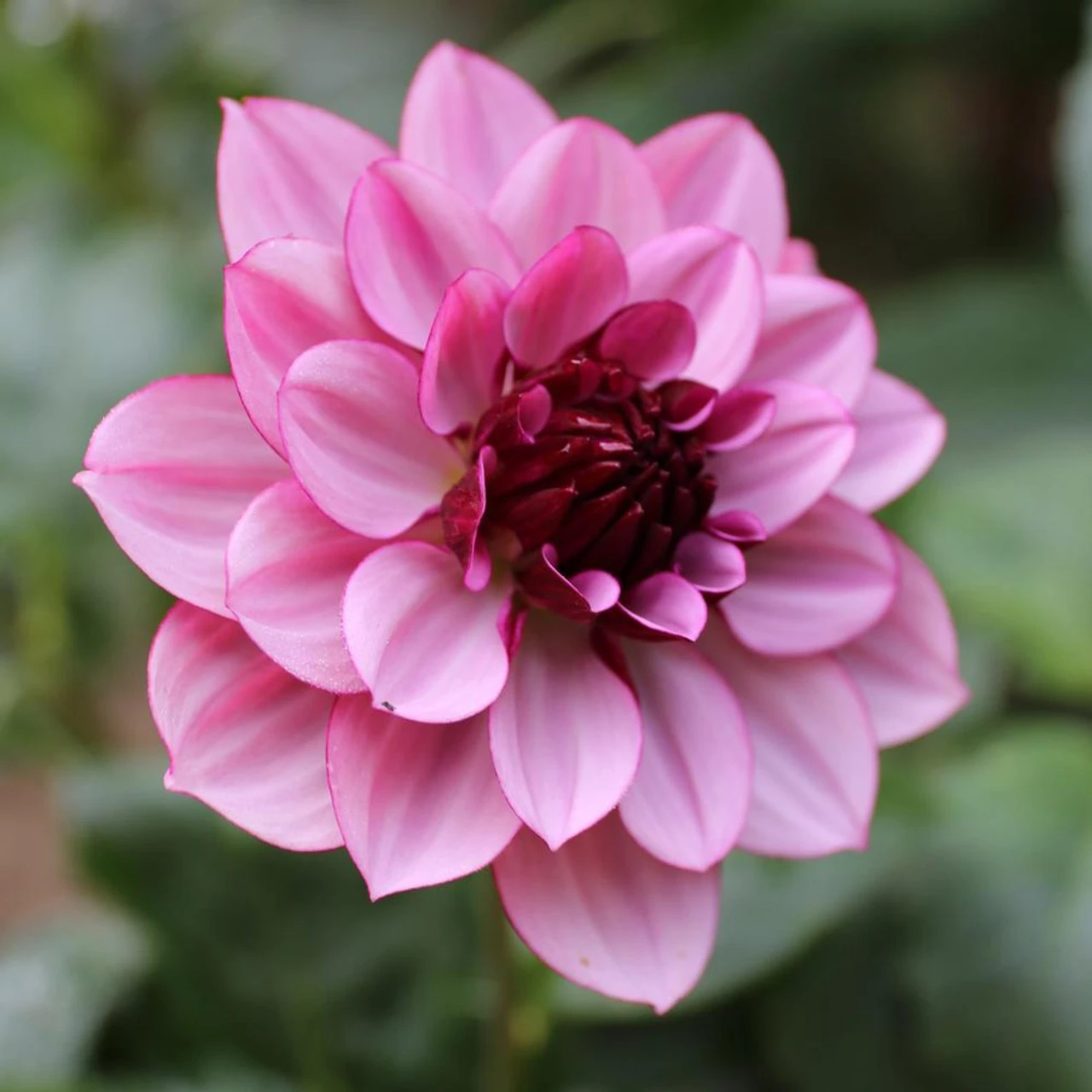 Dahlia Waterlily Créme De Cassis - Image 2