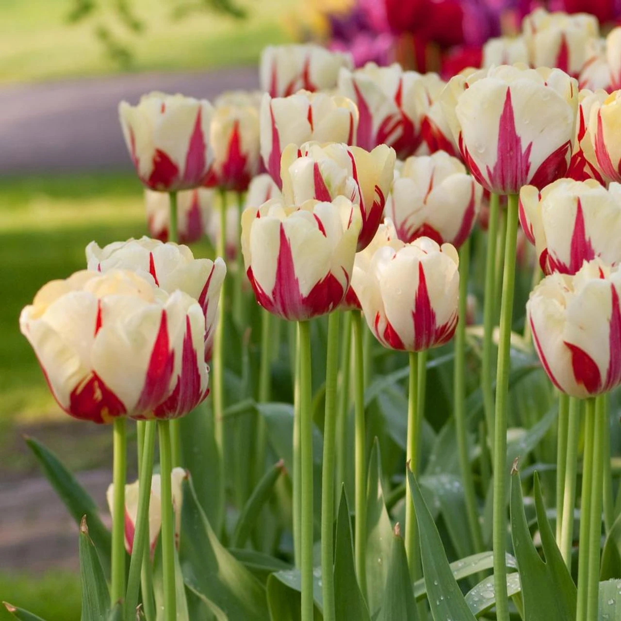 Tulip Single Late World Expression - Image 2