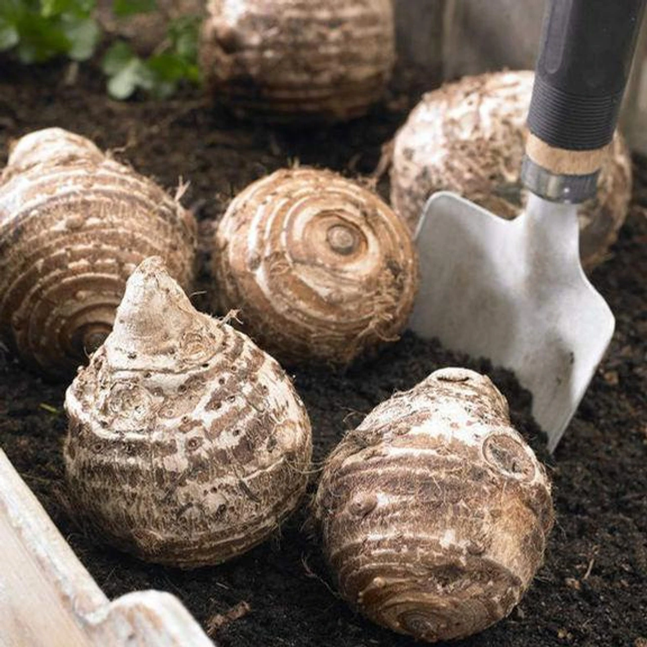 Elephant Ear Assorted Collection - Image 2