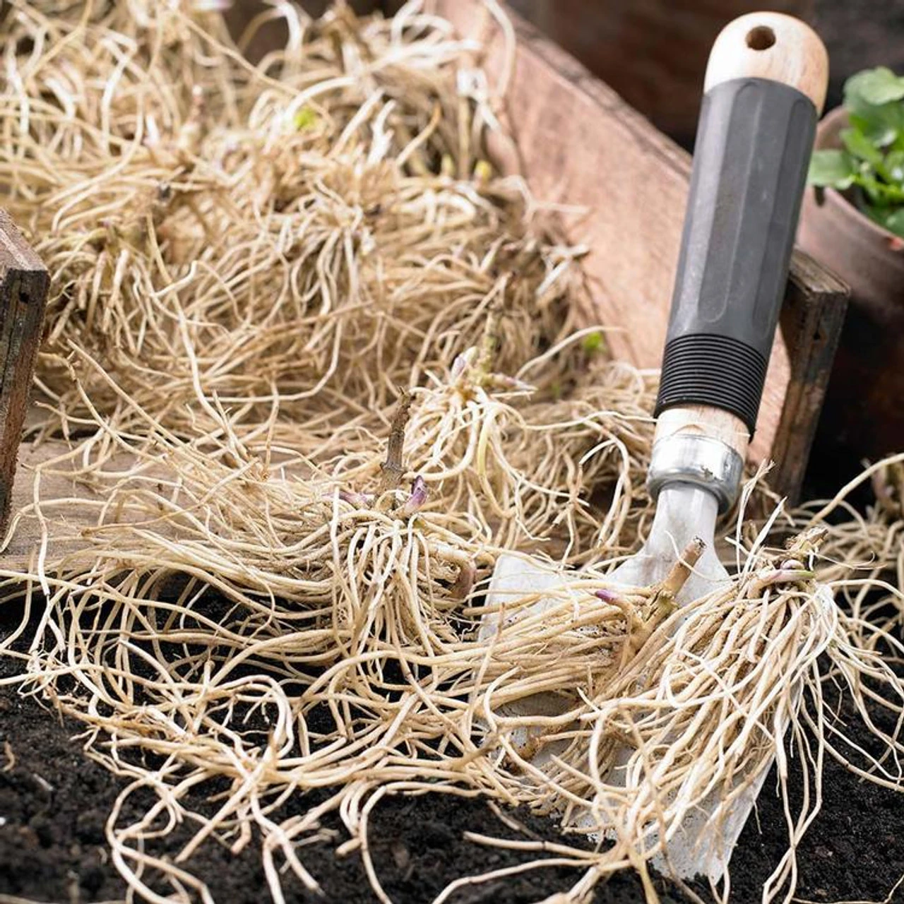 Phlox Paniculata Mix - Bulk Offer - Image 2