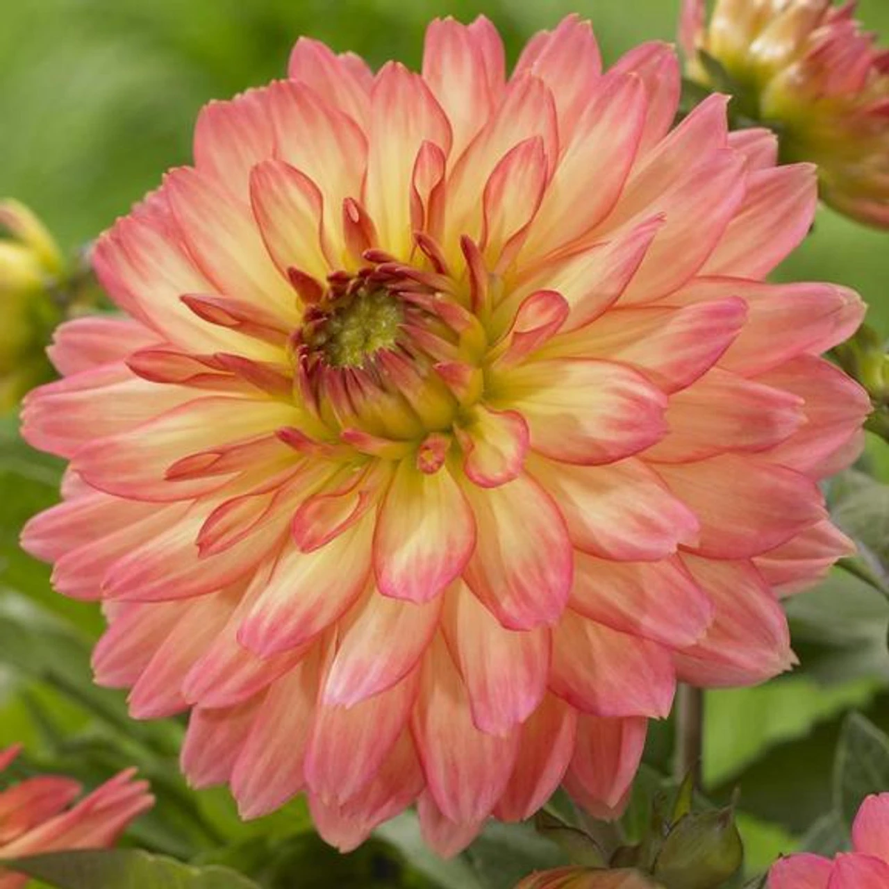 Dahlia Border Decorative Gallery Pablo - Bulk Offer - Image 2
