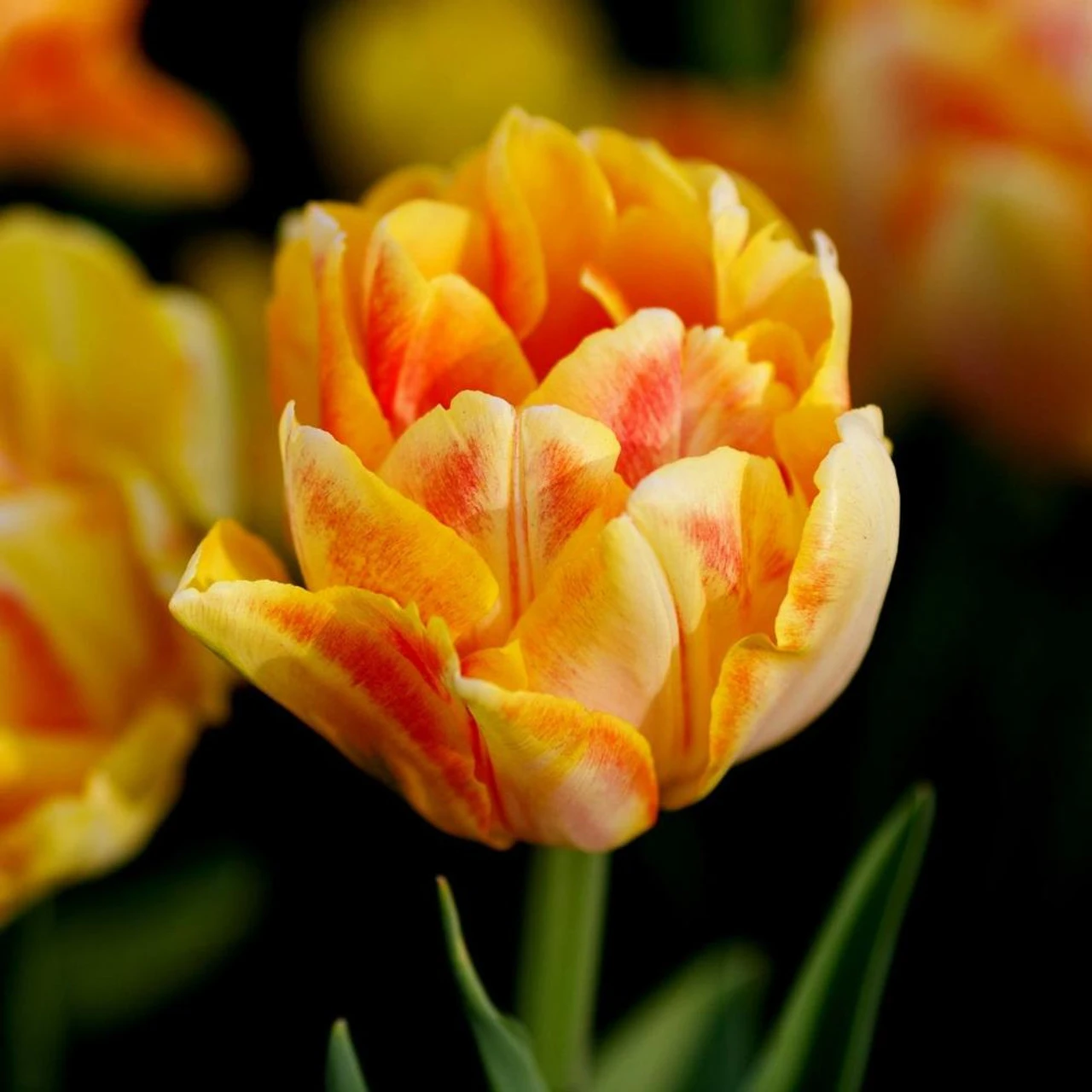 Tulip Double Early Foxy Foxtrot - Image 3