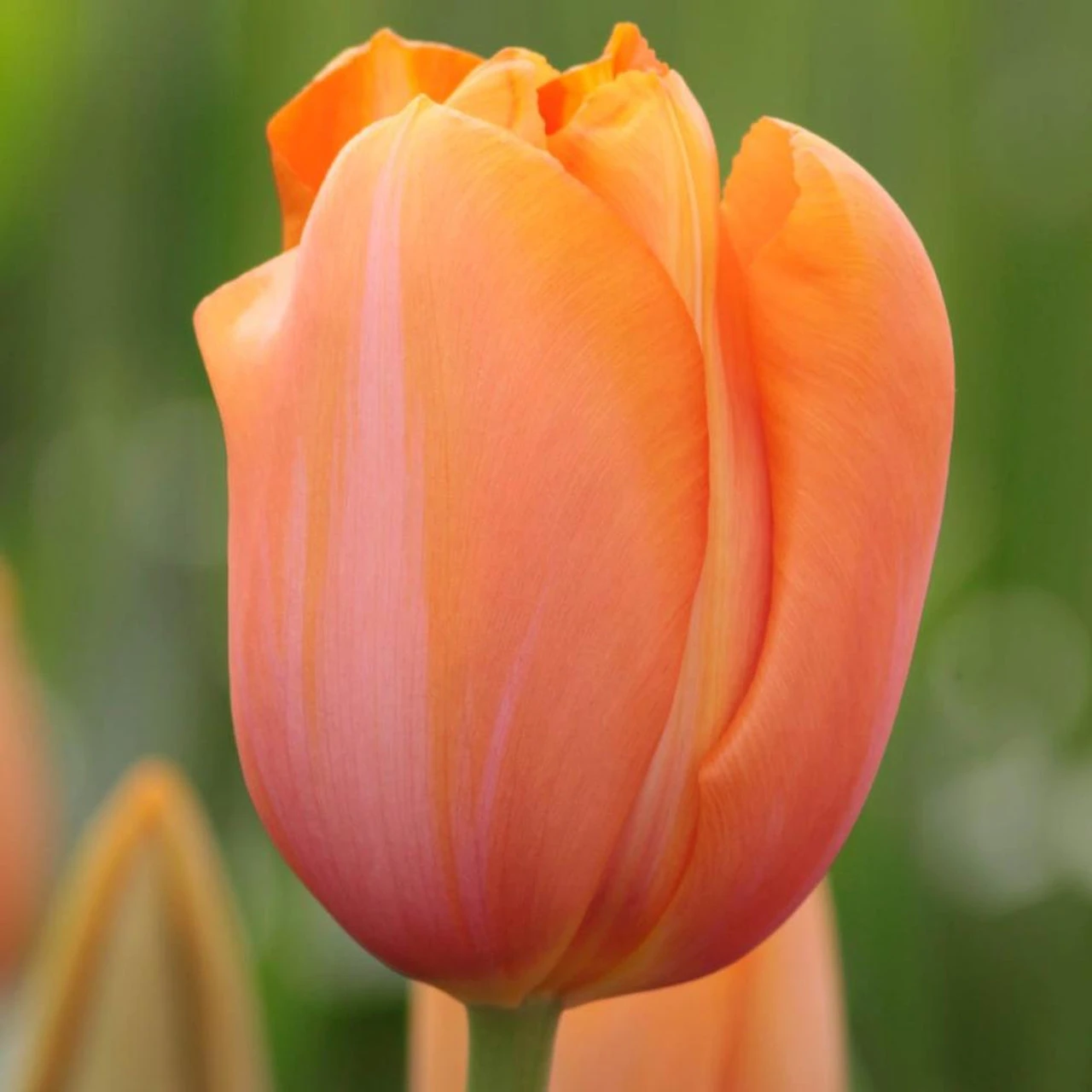 Tulip Single Late Dordogne - Bulk Offer - Image 2