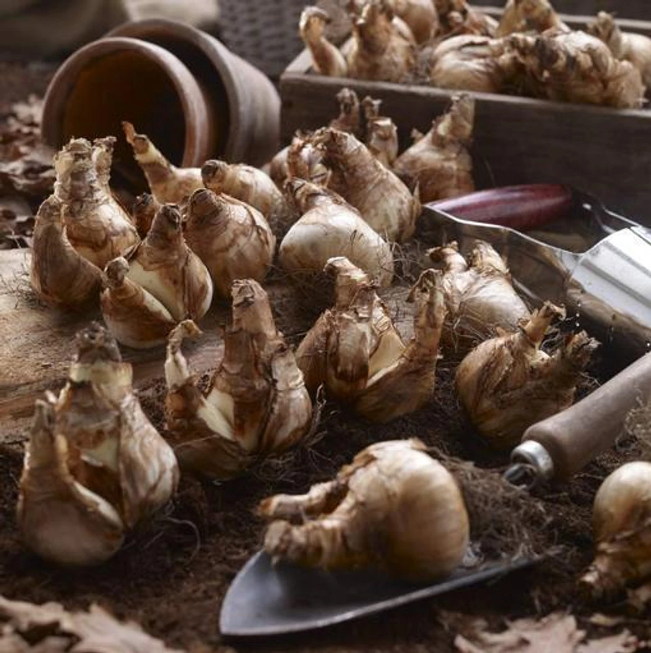 Daffodil Trumpet Mount Hood - Bulk Offer - Image 2