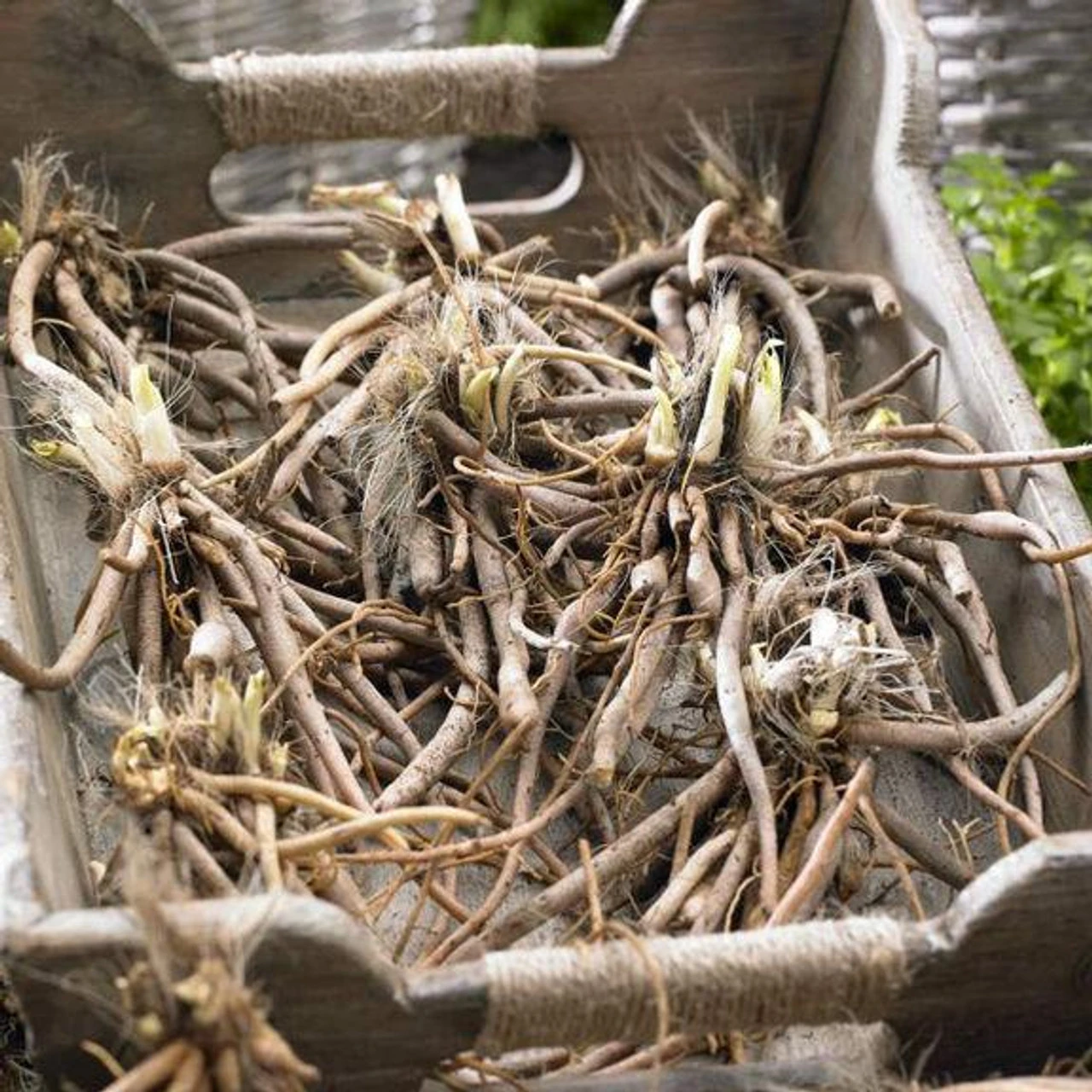 Daylily Burgundy Love - Image 2