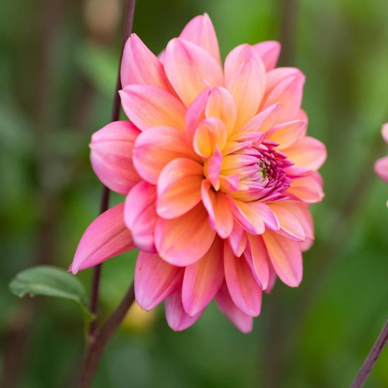 Dahlia Decorative Great Silence - Image 2