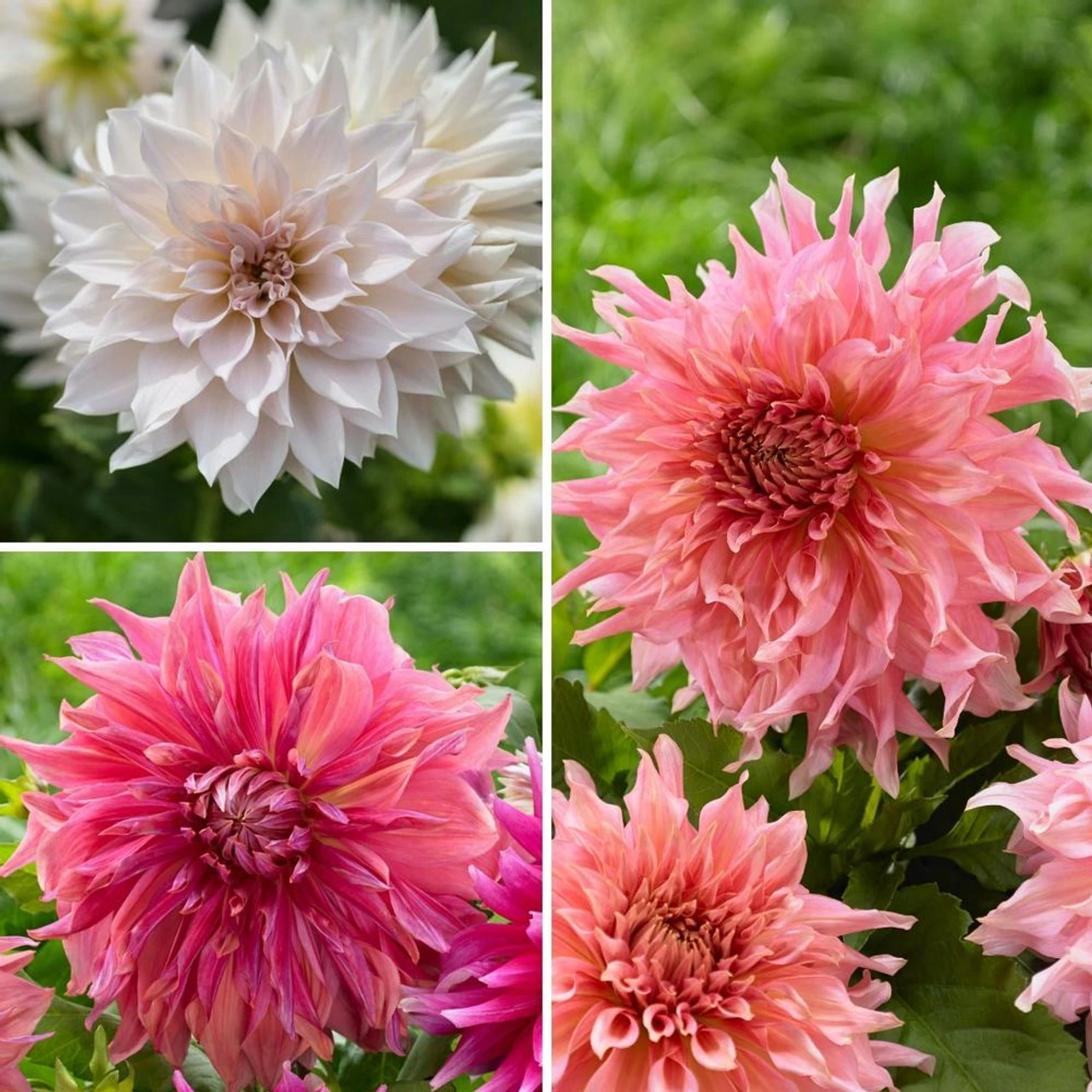 Dahlia Assorted Flirty Fleurs Ravenna Collection - Image 2