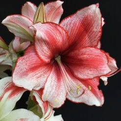 Amaryllis Single Charisma