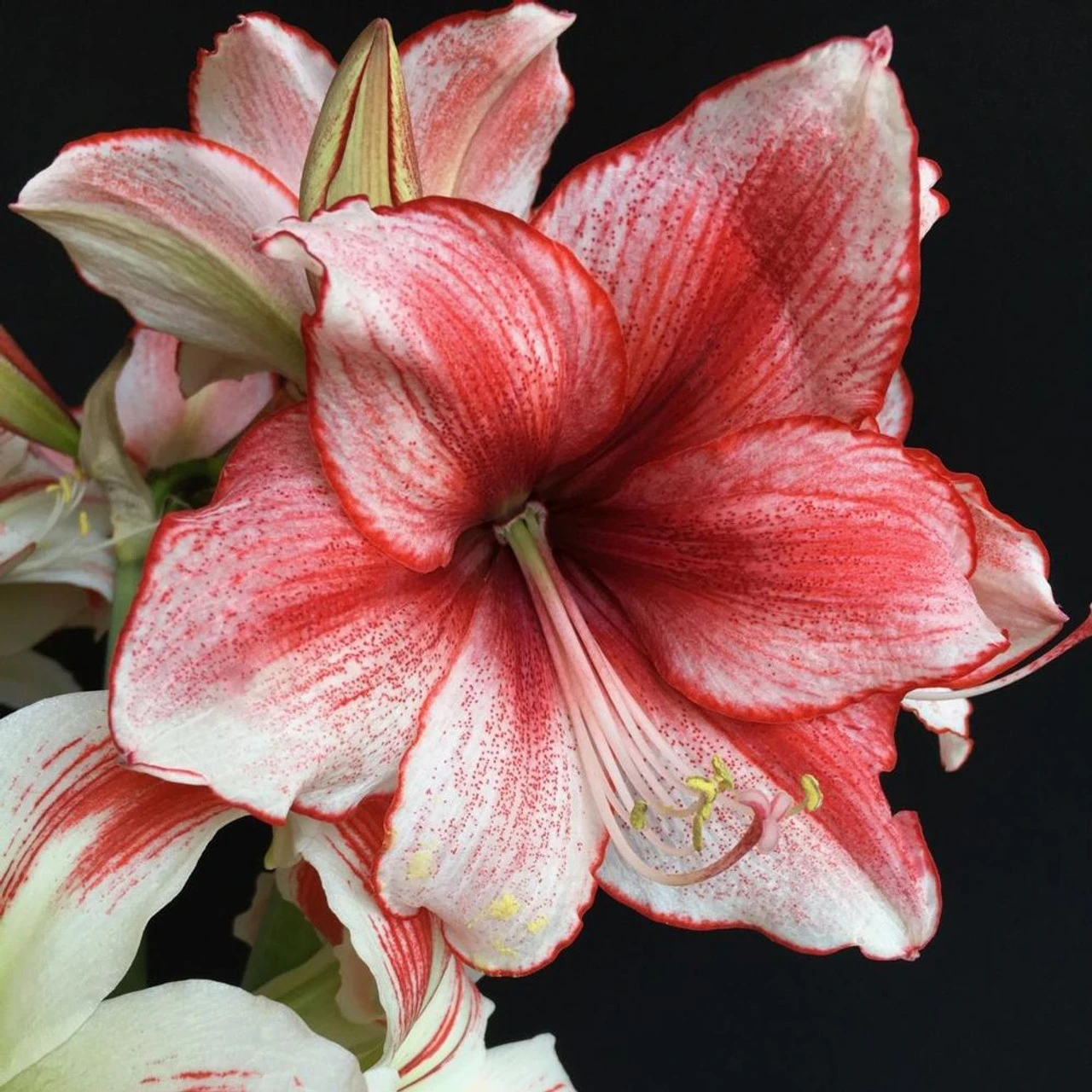 Amaryllis Single Charisma