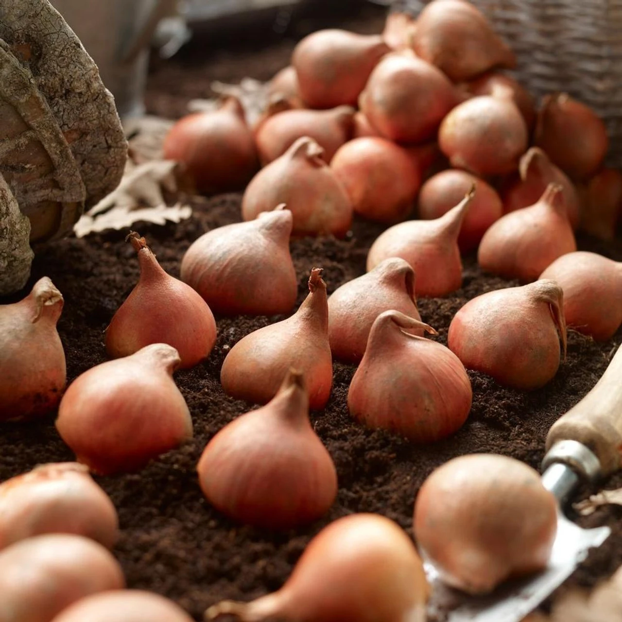 Tulip Single Late Catherina - Image 2