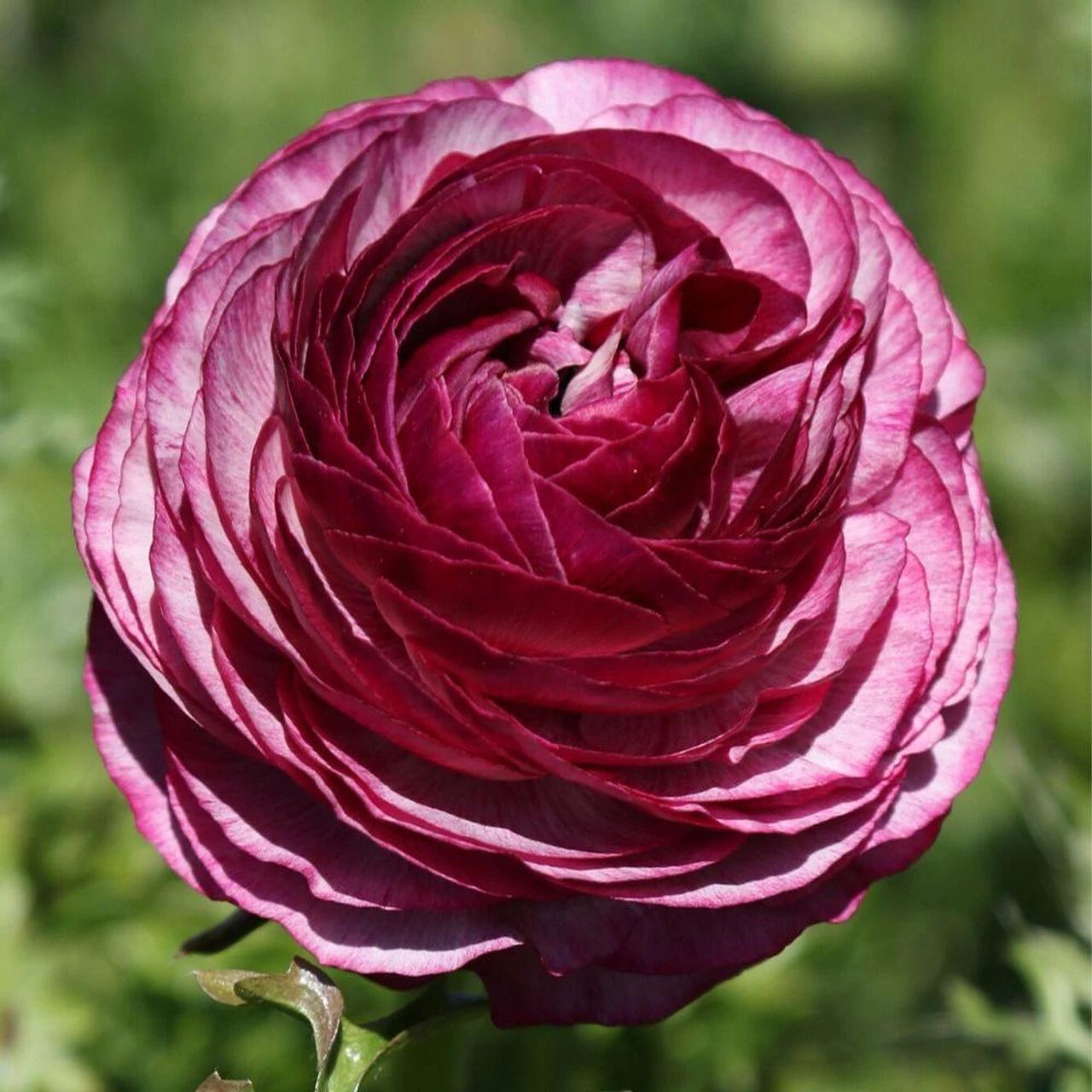 Ranunculus Tecolote Merlot (Fall) - Image 2