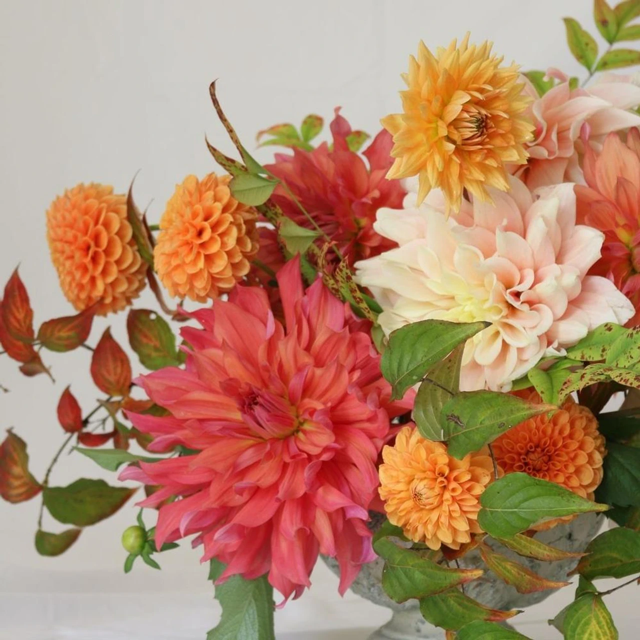 Dahlia Assorted Flirty Fleurs Cordoba Collection - Image 2