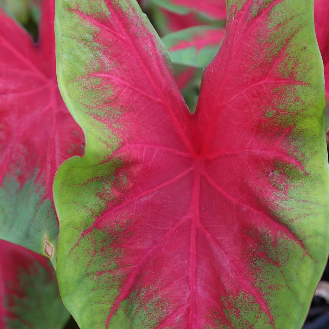 Caladium Fancy Florida Cardinal - Image 2