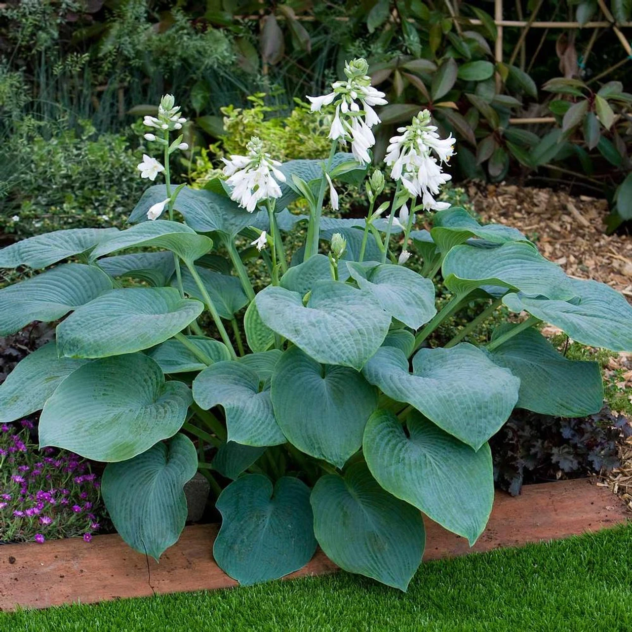 Hosta Large Leaf Bressingham Blue - Image 3
