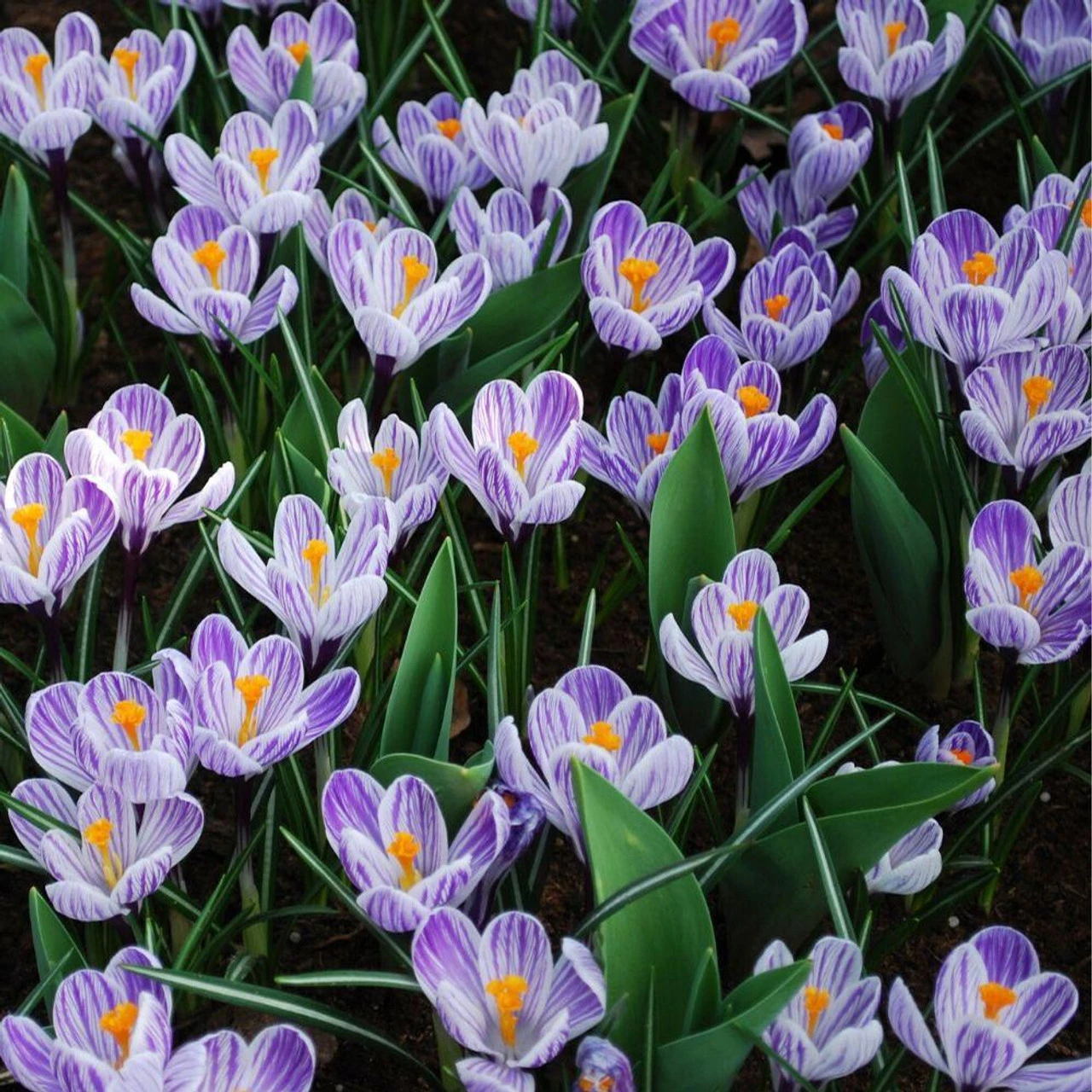 Crocus Large Flowering Pickwick - Image 2
