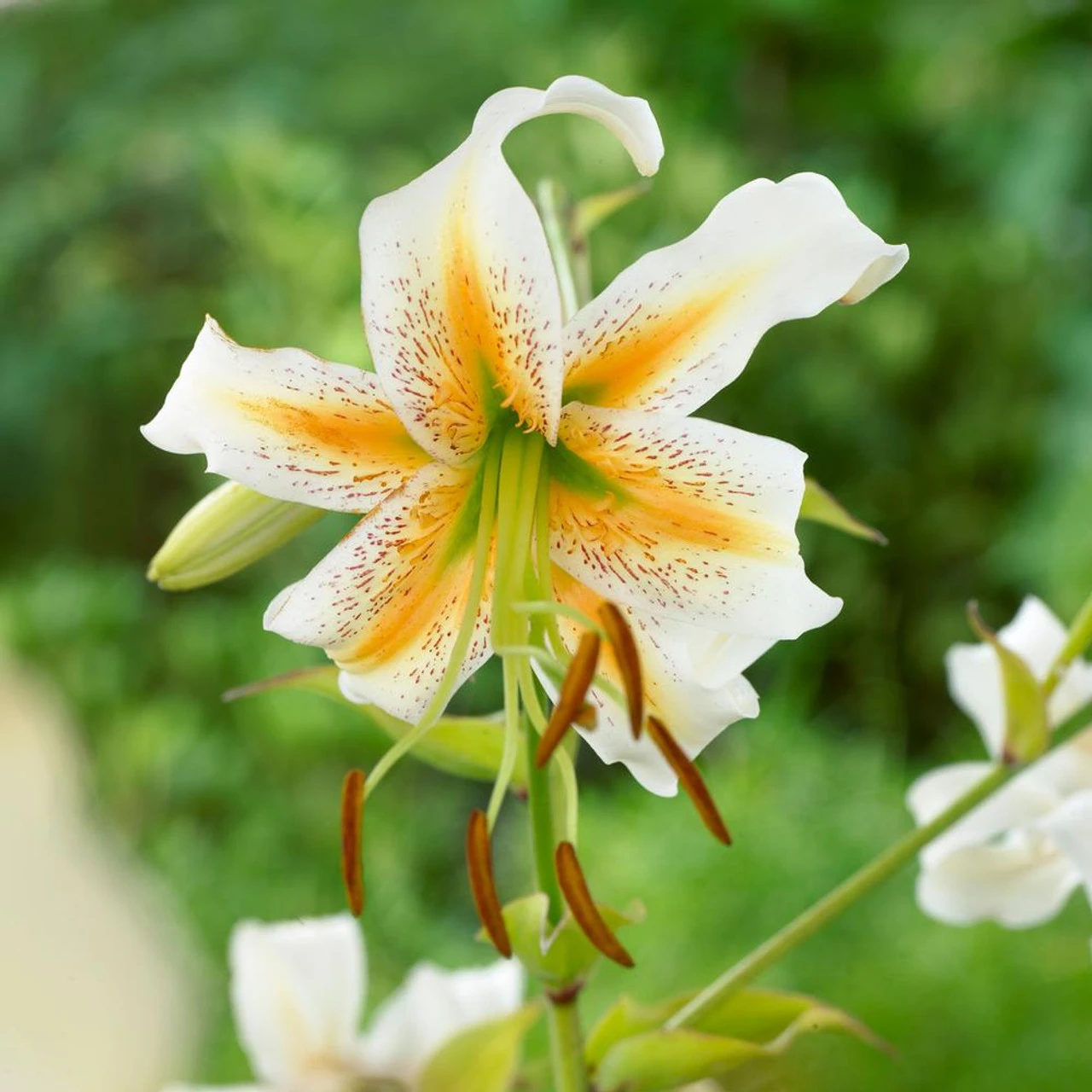 Lily Species Lady Alice - Image 2