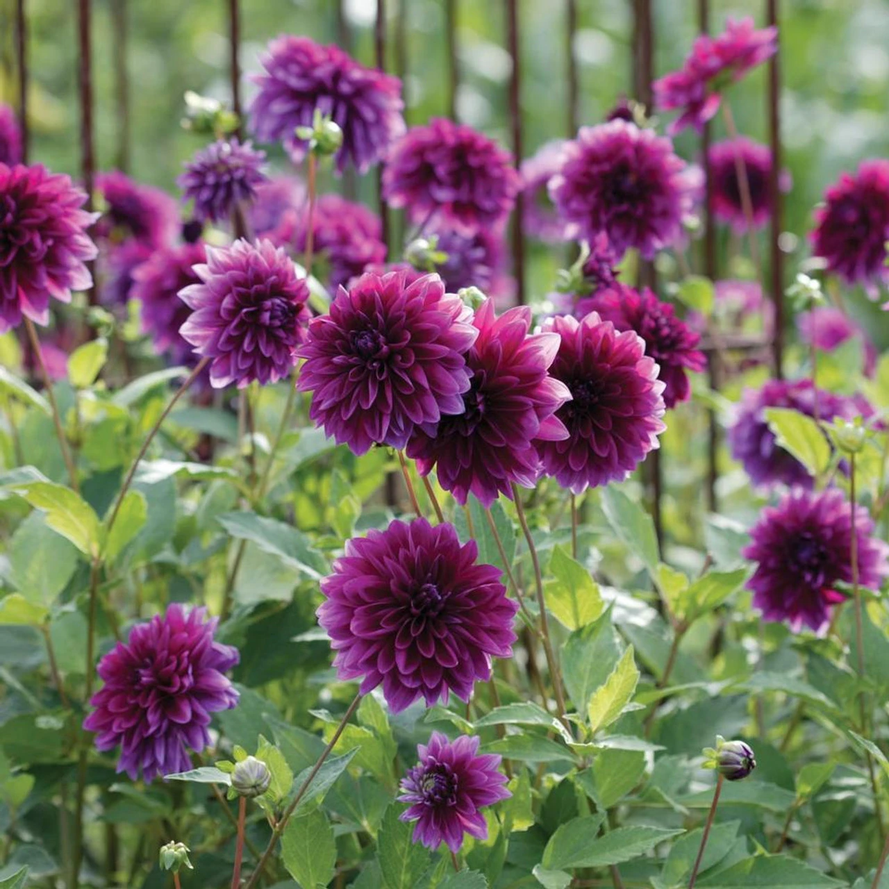 Dahlia Dinnerplate Thomas Edison - Image 4