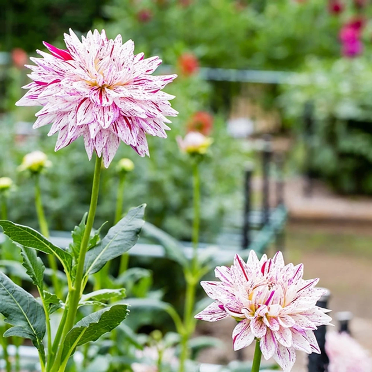 Dahlia Dinnerplate Avignon - Image 2