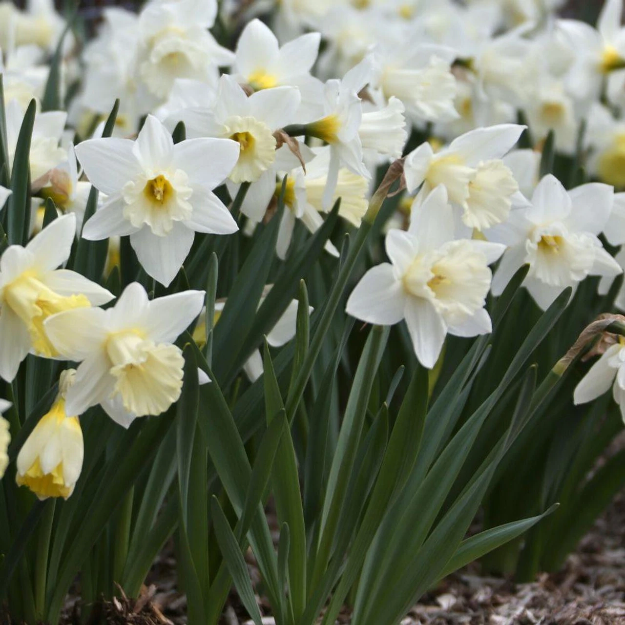 Daffodil Trumpet Mount Hood - Image 2