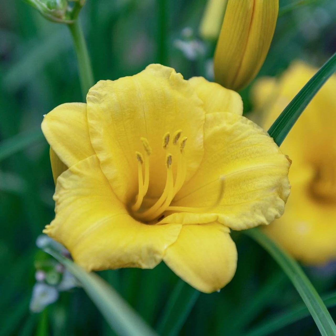 Daylily Fragrant Returns - Bulk Offer - Image 2