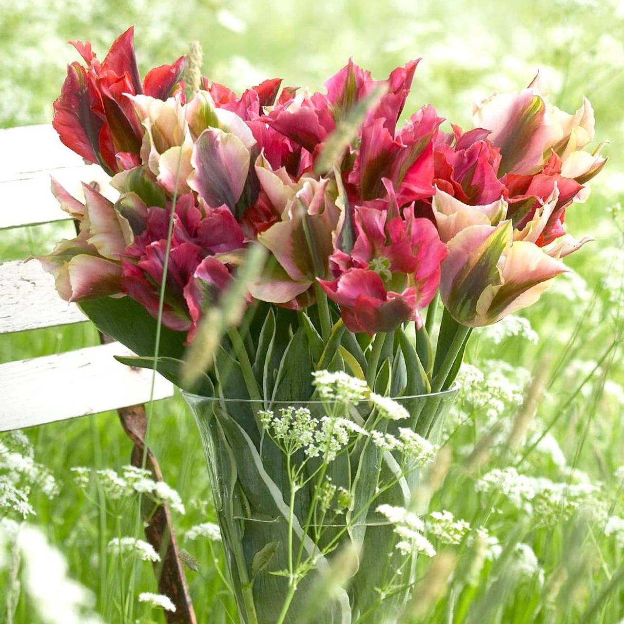 Tulip Viridiflora Assorted - Image 2