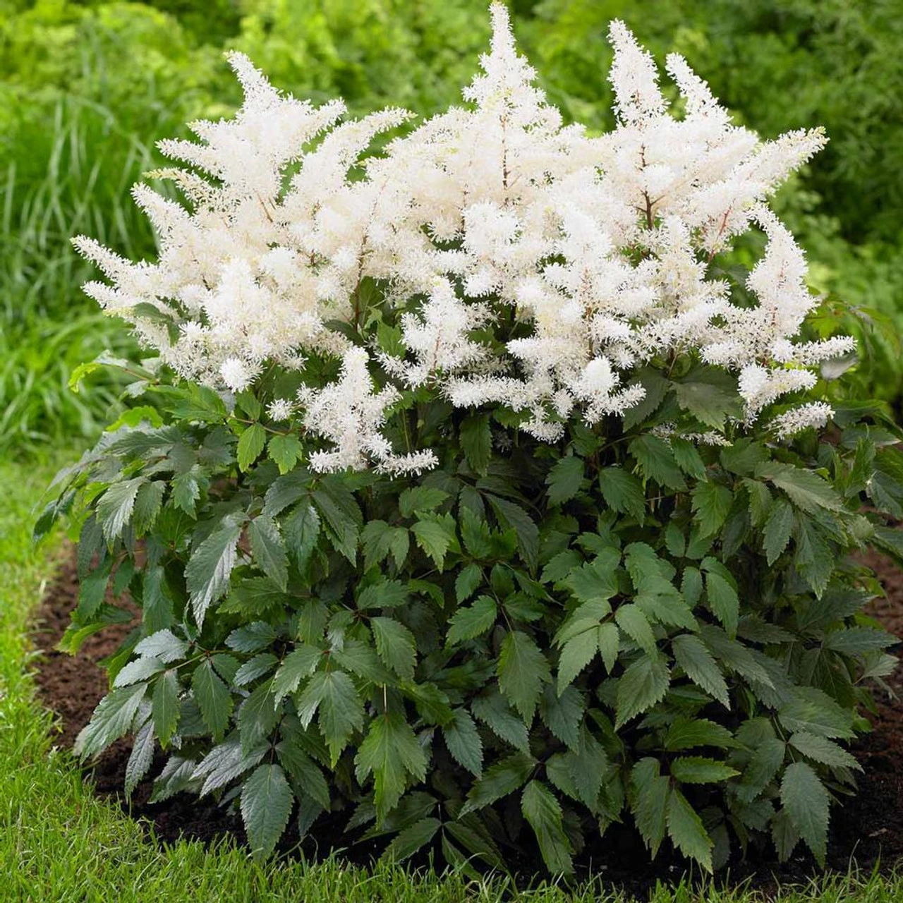 Astilbe Chinensis Rock And Roll - Image 2