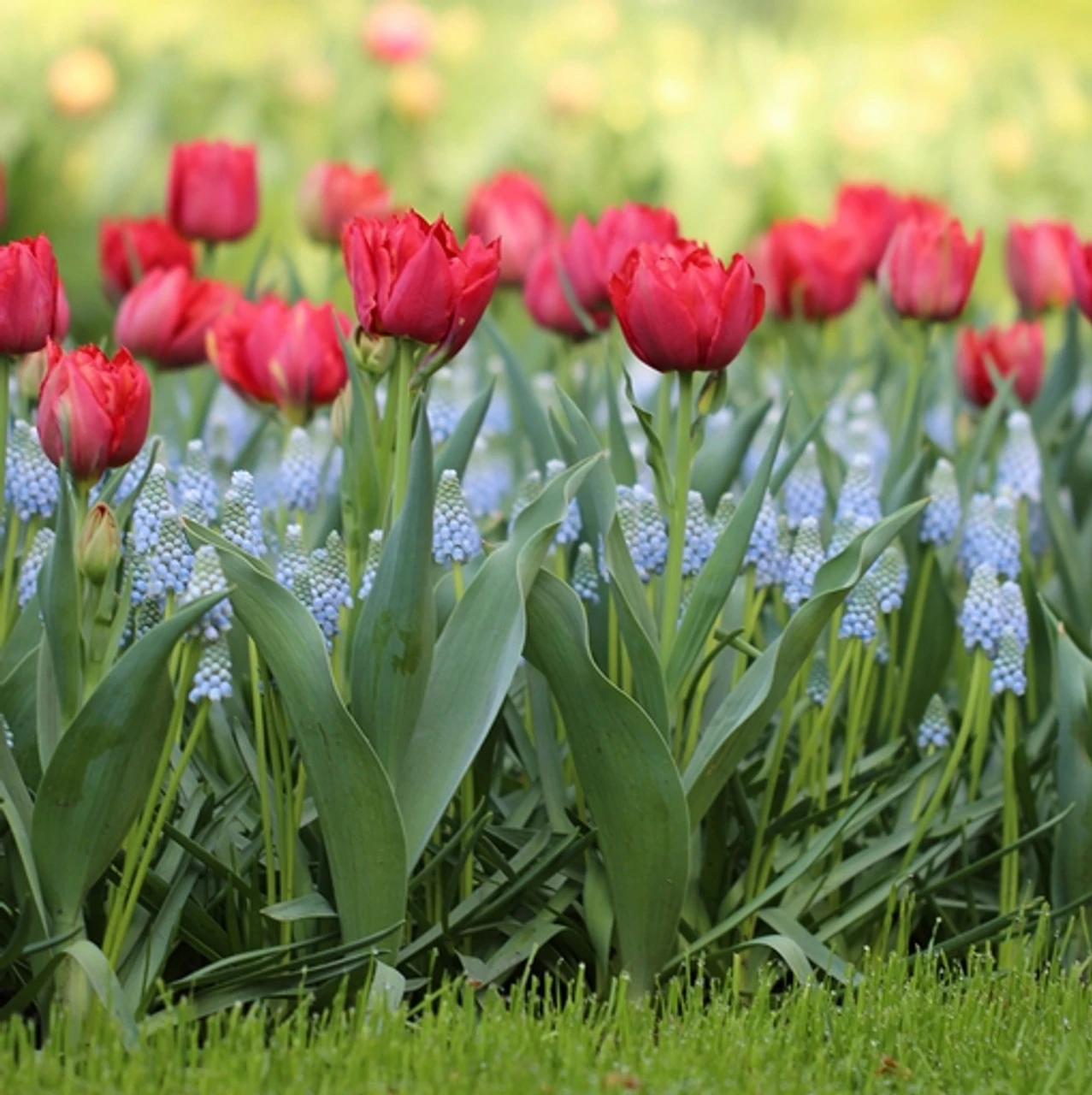 Tulip Double Early Abba - Image 3