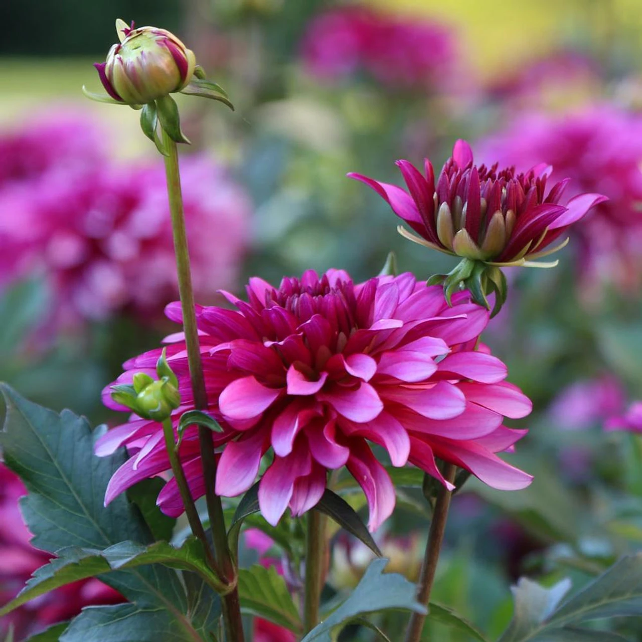 Dahlia Border Decorative Gallery Art Nouveau - Image 3