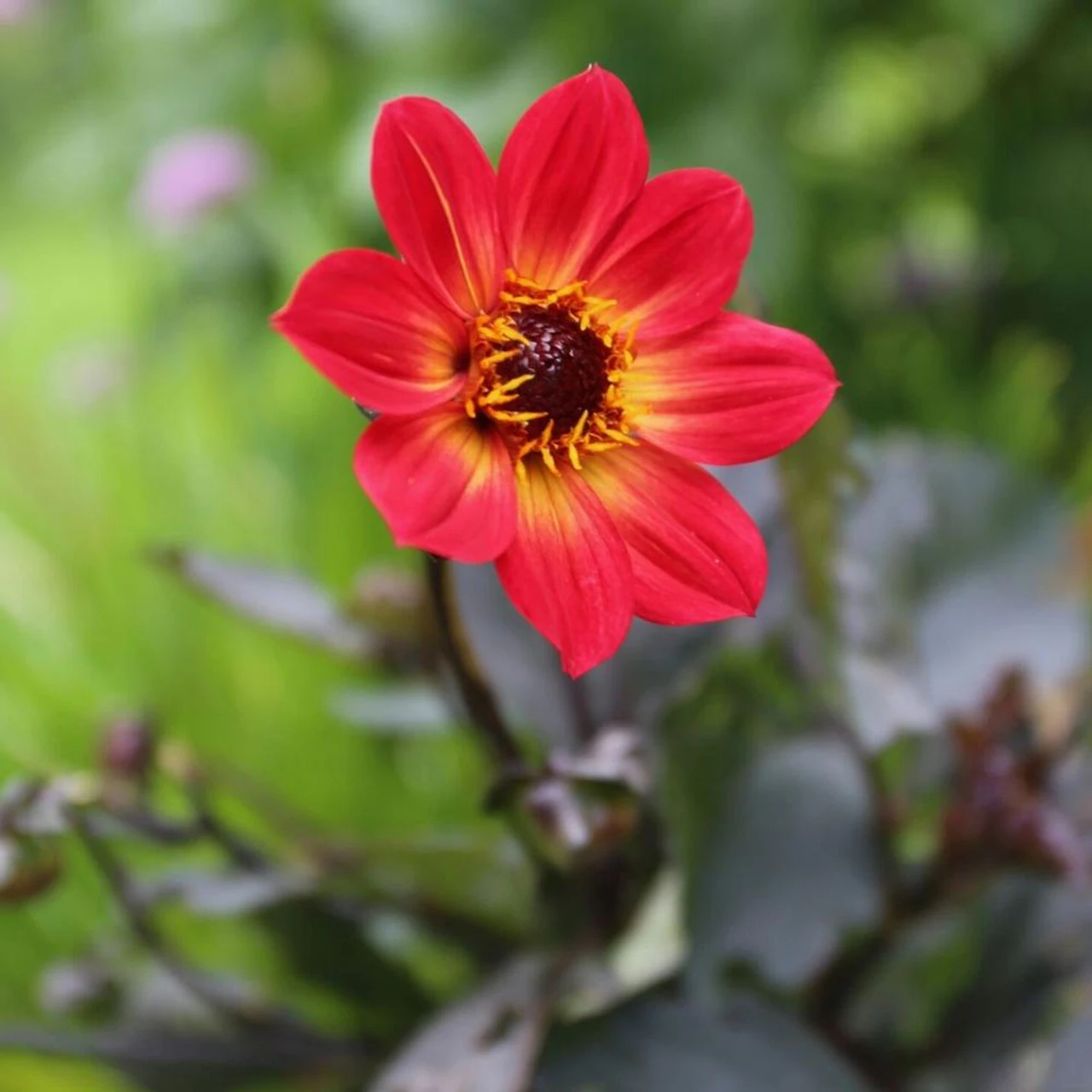 Dahlia Single HS Flame - Image 3