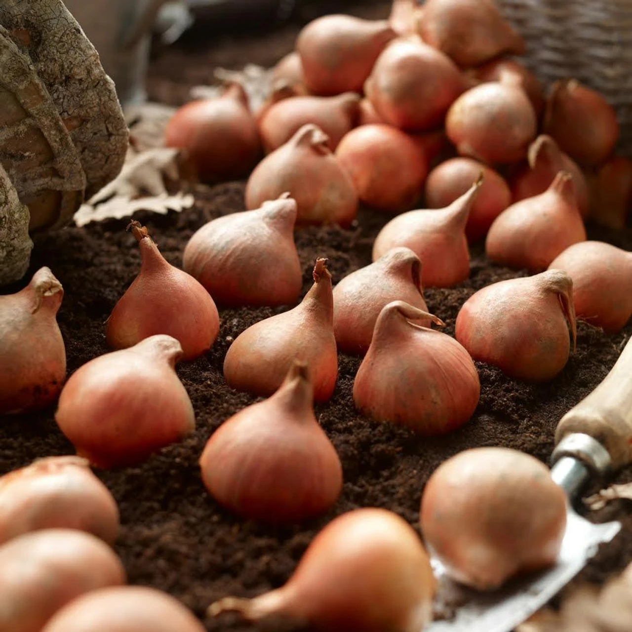 Tulip Plum Parrot Mix - Image 3