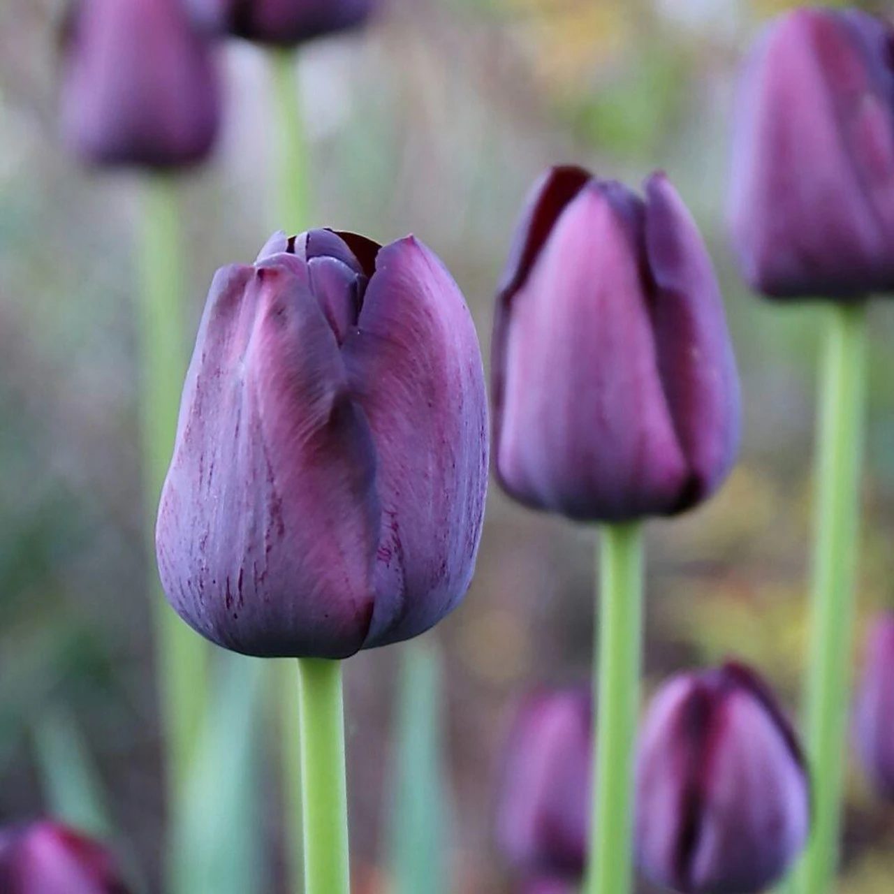 Tulip Single Late Queen Of Night - Image 4