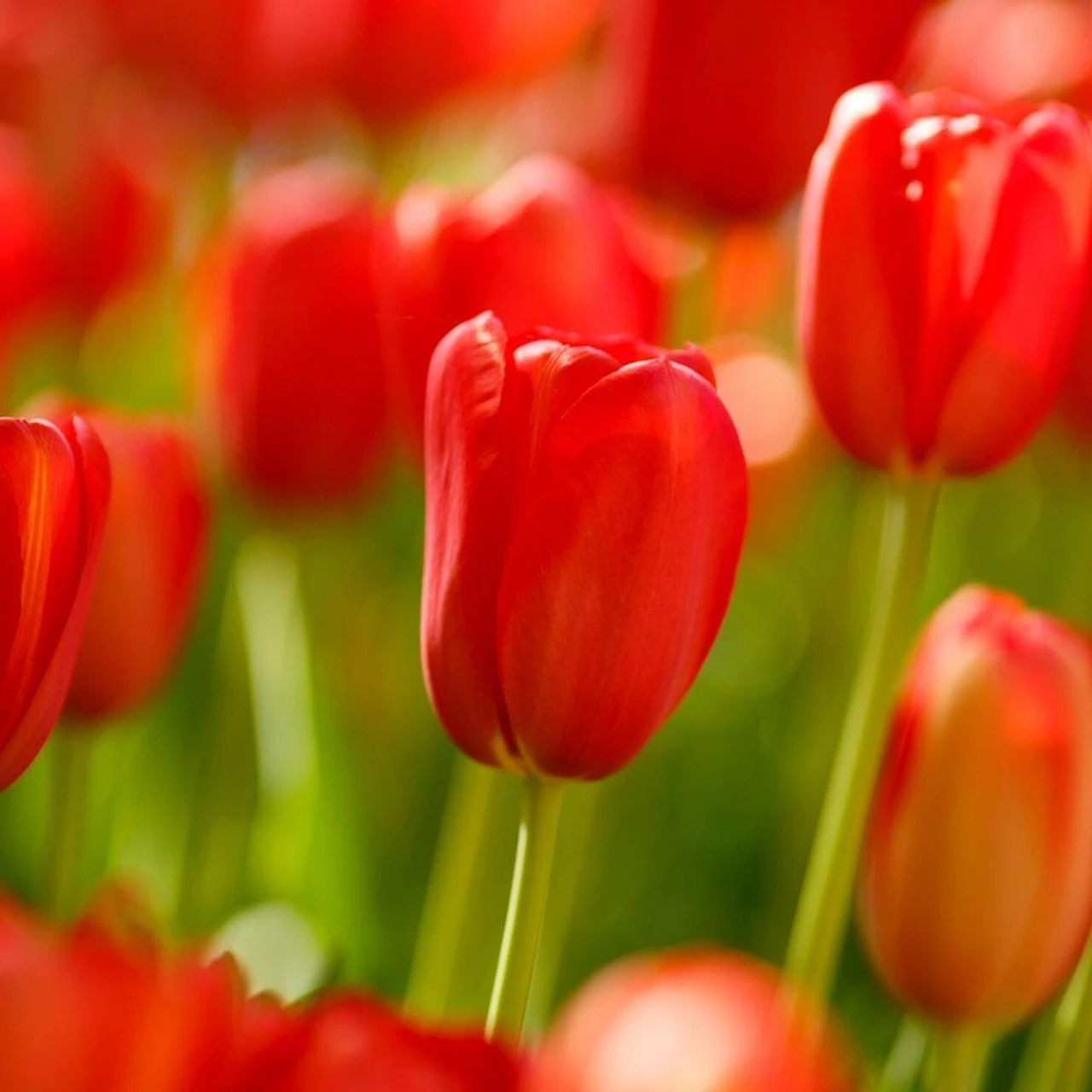 Tulip Single Late Sky High Scarlet - Image 3