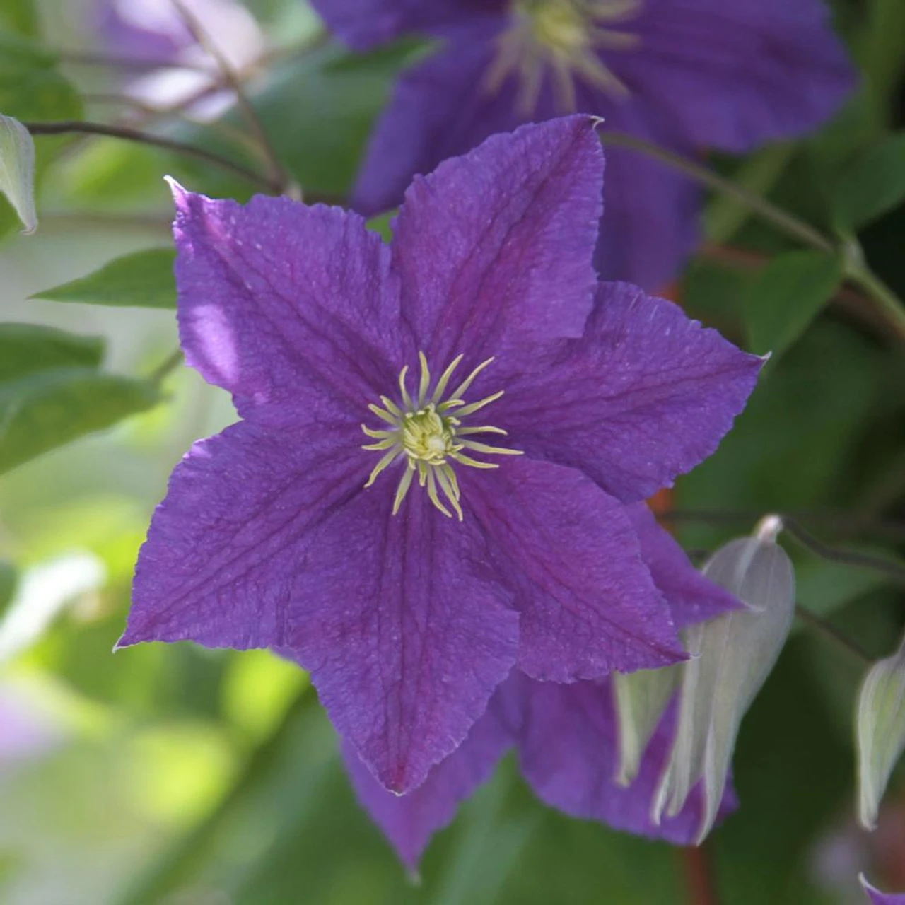 Clematis Standard Ramona - Image 3