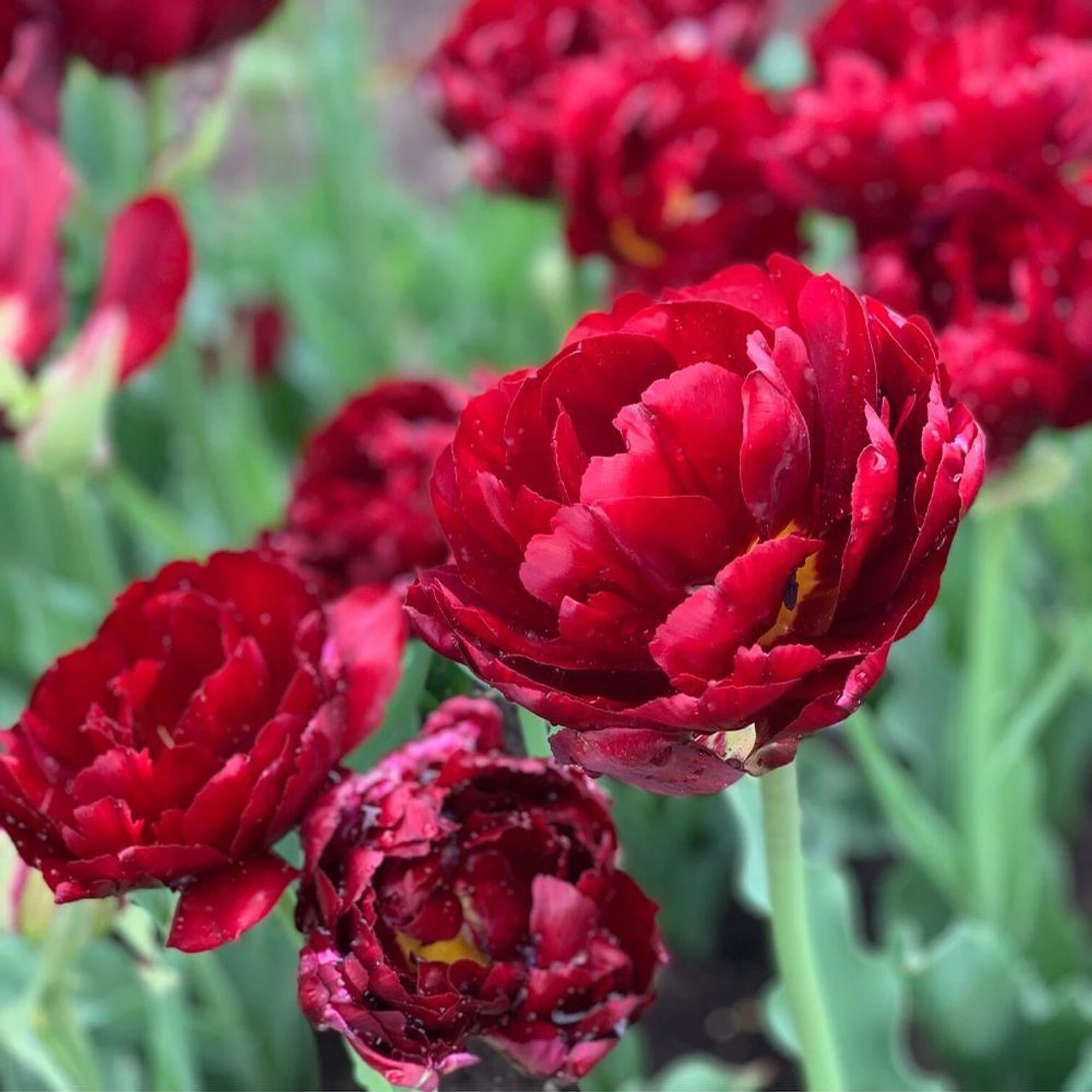 Tulip Double Late Midnight Magic - Image 3