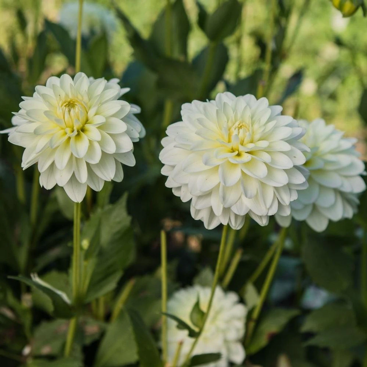 Dahlia Waterlily White Onesta - Image 3