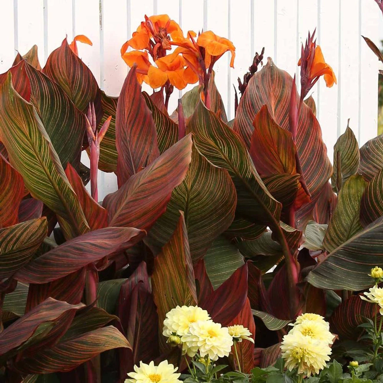 Canna Tall Tropicanna - Image 3
