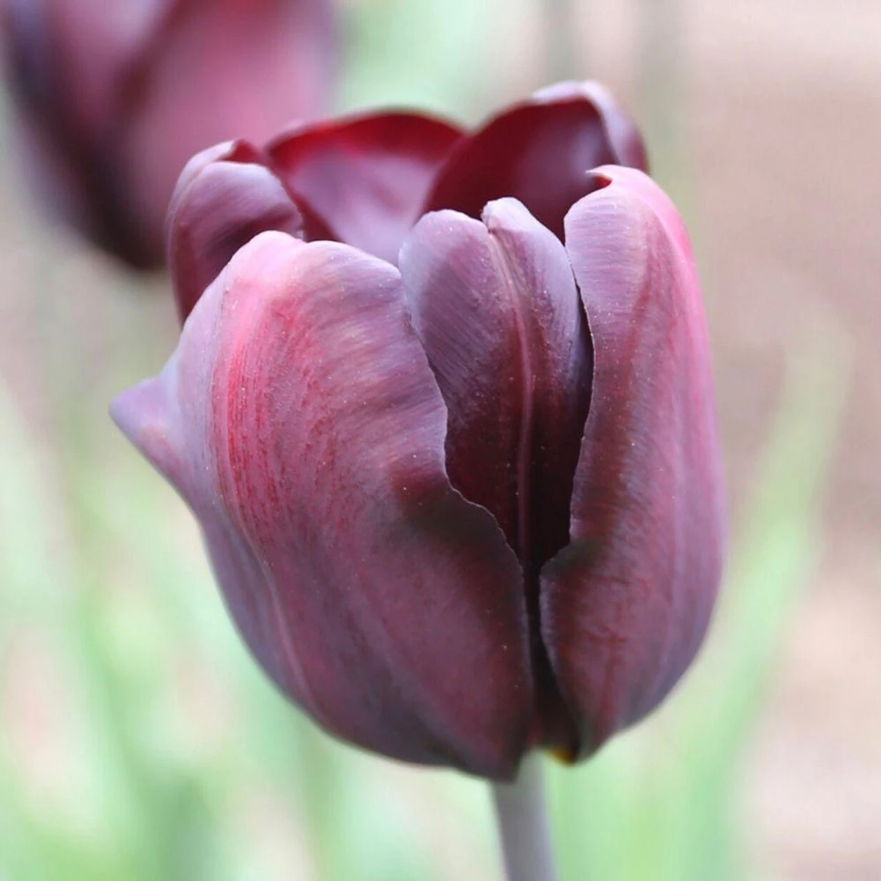 Tulip Triumph Continental - Image 4