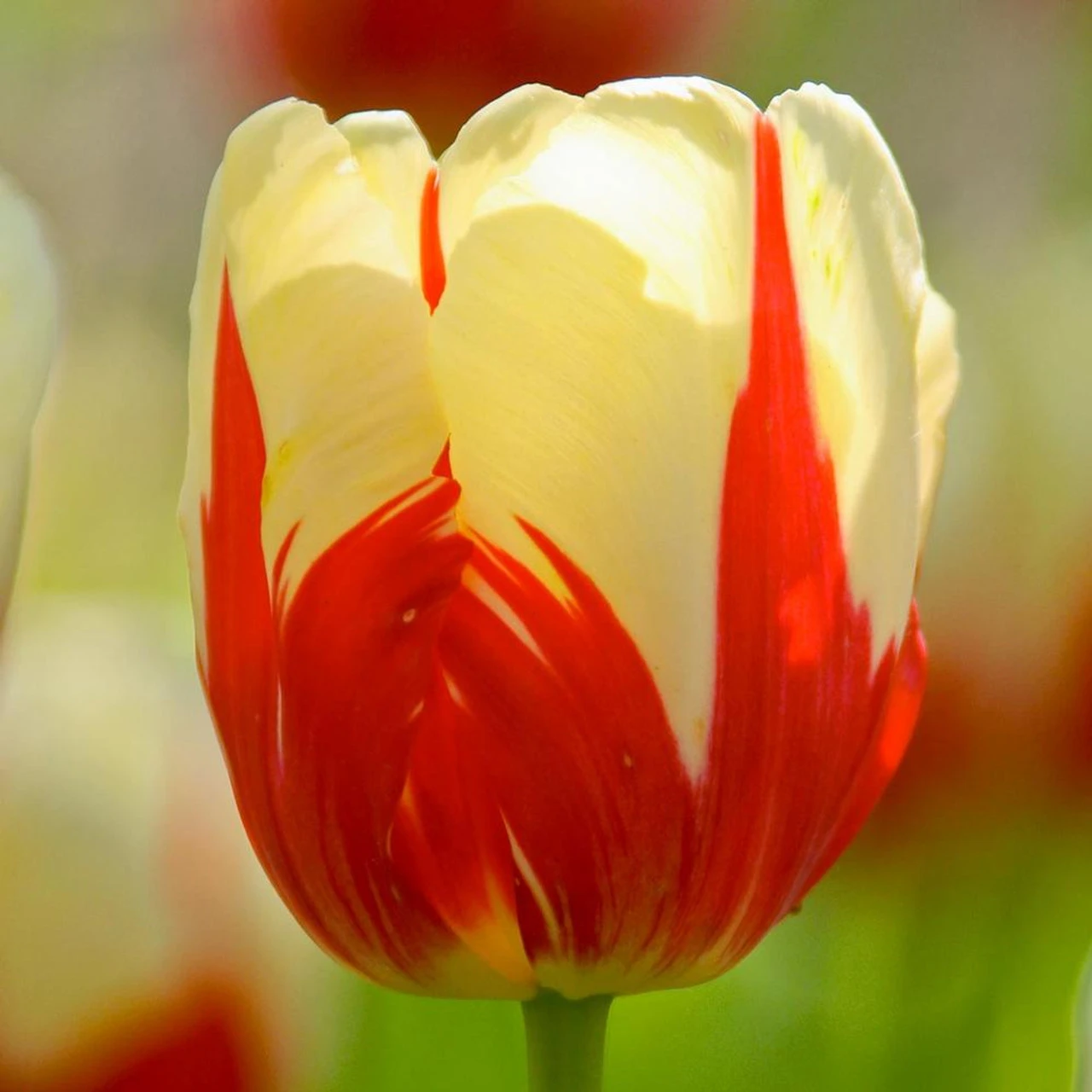 Tulip Single Late World Expression - Image 3