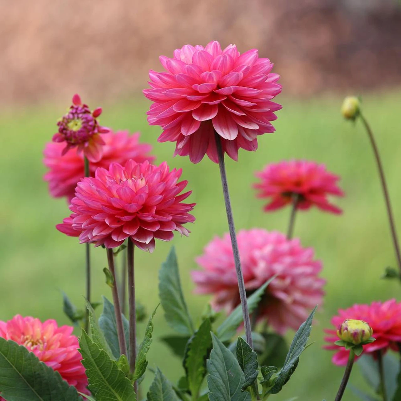 Dahlia Border Decorative Melody Pink Allegro - Image 3