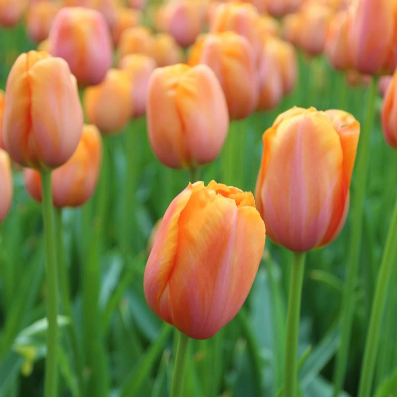 Tulip Single Late Dordogne - Bulk Offer - Image 3