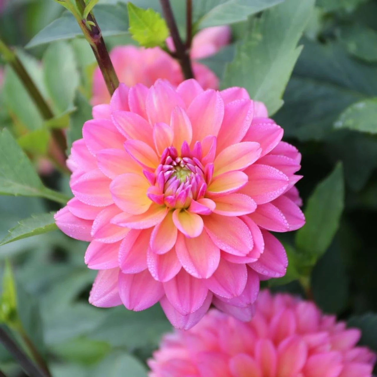 Dahlia Decorative Great Silence - Image 3