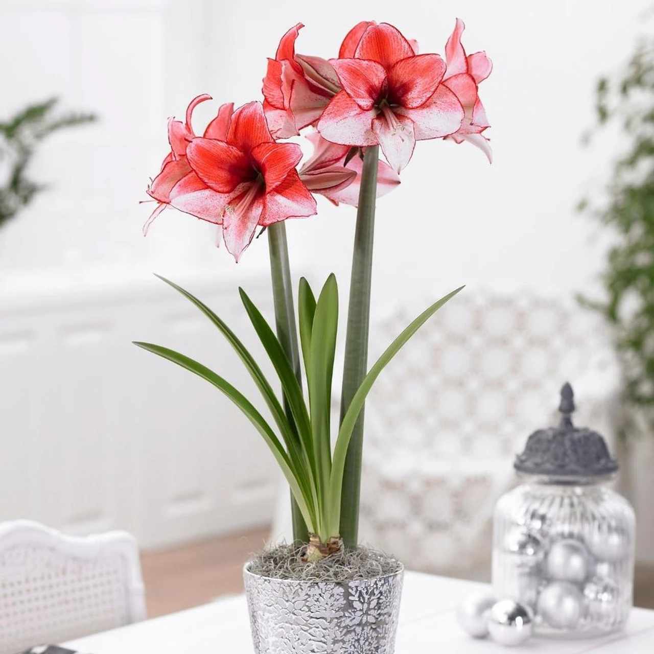 Amaryllis Single Charisma - Image 2