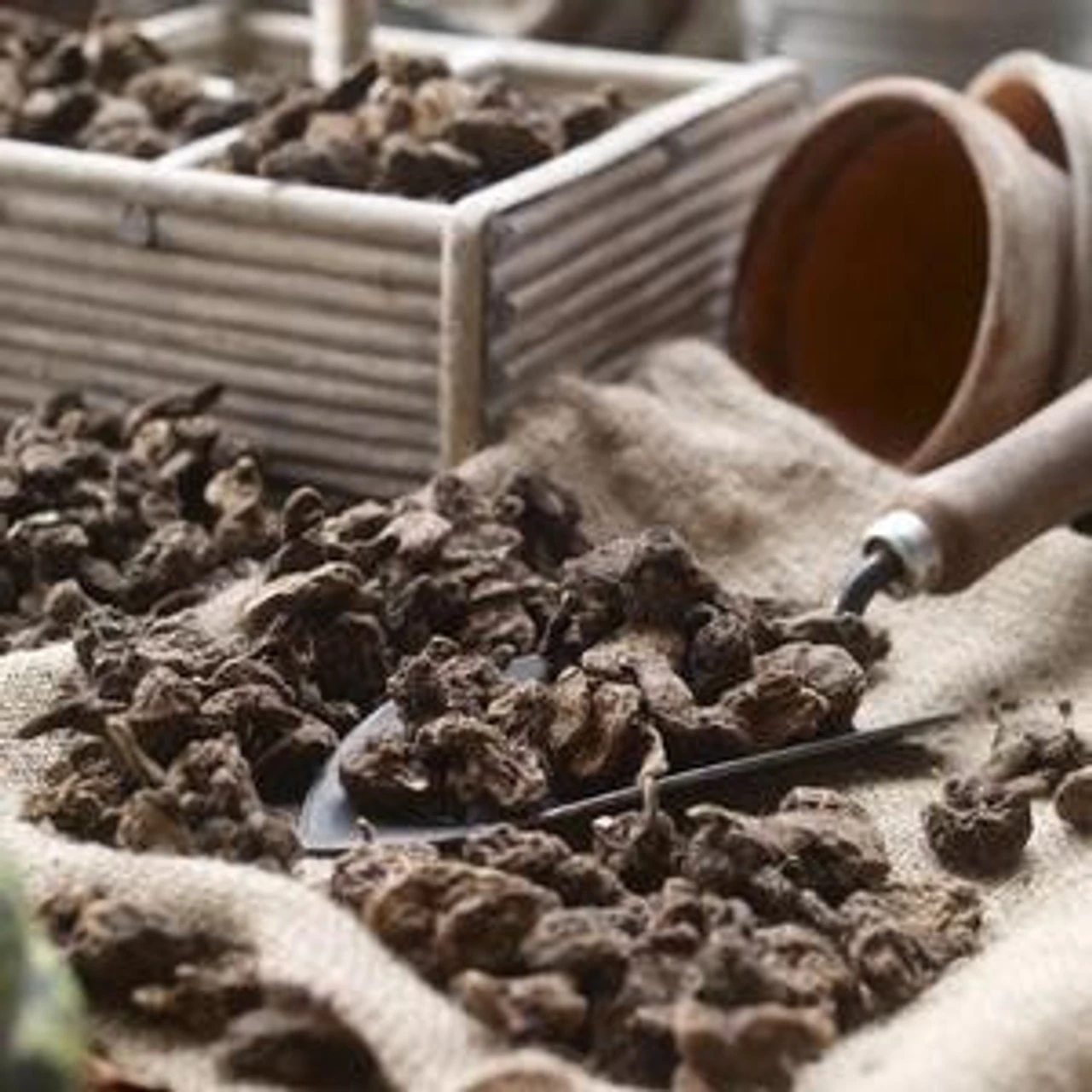 Anemone De Caen Black Eye (Fall) - Image 3